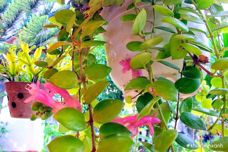 Lan son môi màu hồng (giống mới)