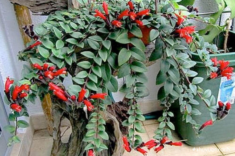 Cây môi son có thể trồng trong nhà, ngay lối ra vào