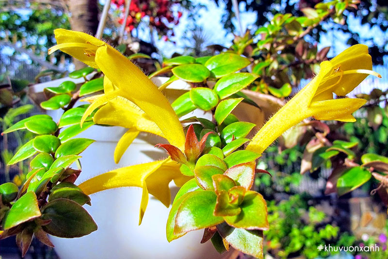 Cây son môi hoa vàng