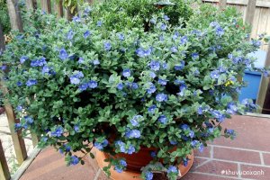 Cây hoa Thanh tú - Hoa đẹp ban công, dễ trồng, sai hoa, sắc xanh dịu dàng