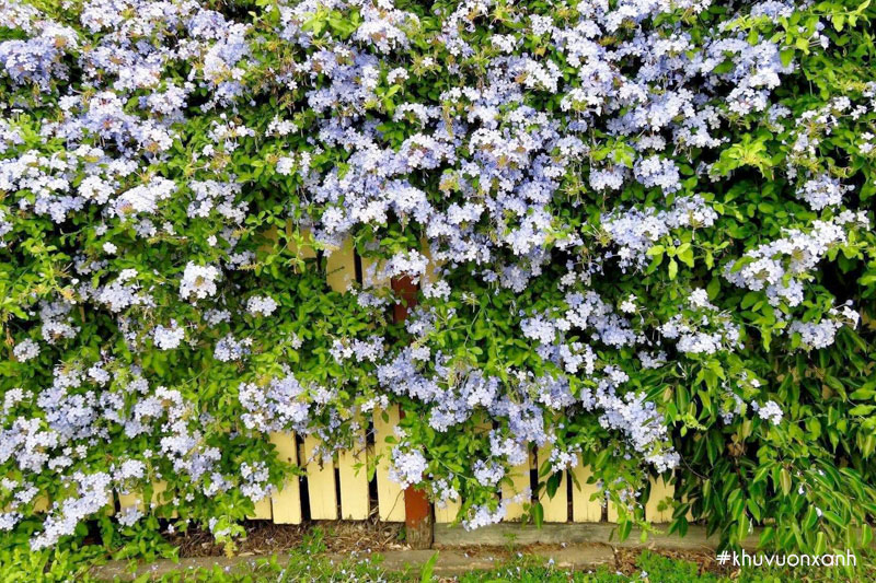 Cây hoa Thanh xà leo cổng, hàng rào trang trí