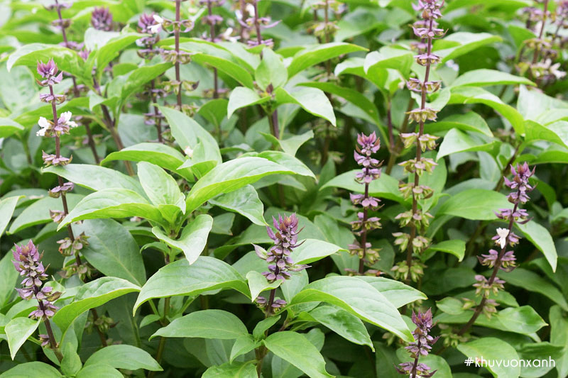 Cây húng quế có tên khoa học là Ocimum basilicum