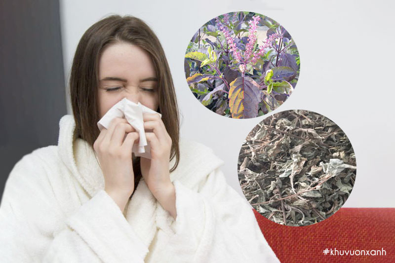 Cây Hương nhu hỗ trợ điều trị cảm cúm, hôi miệng rất tốt