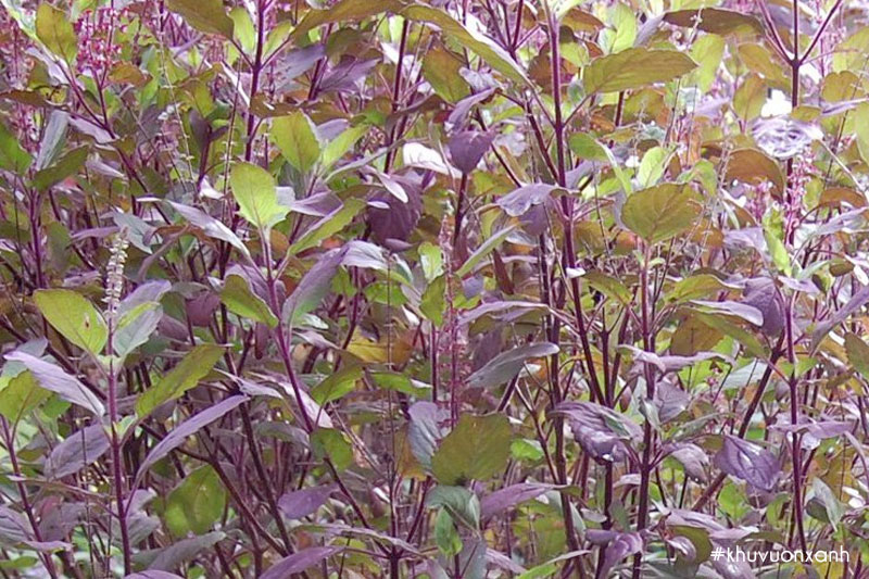Cây hương nhu tía còn gọi là cây É tía