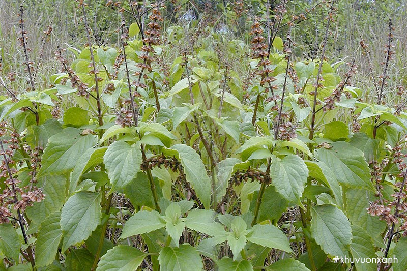 Hương nhu trắng còn được gọi là cây É lá lớn