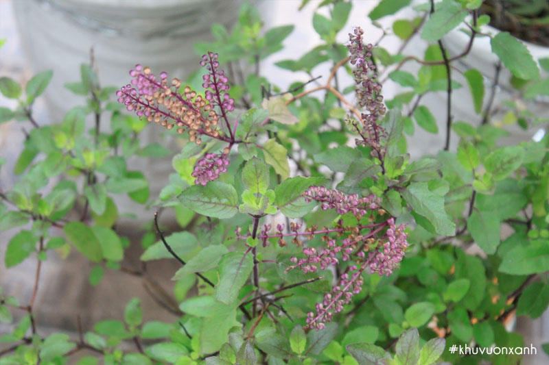 Hương nhu xanh được trồng phổ biến nhất