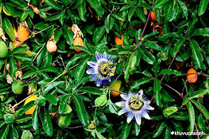 Cây Lạc Tiên Cảnh (Lạc Tiên tây)