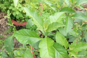 Cây mật gấu - Cây lá đắng