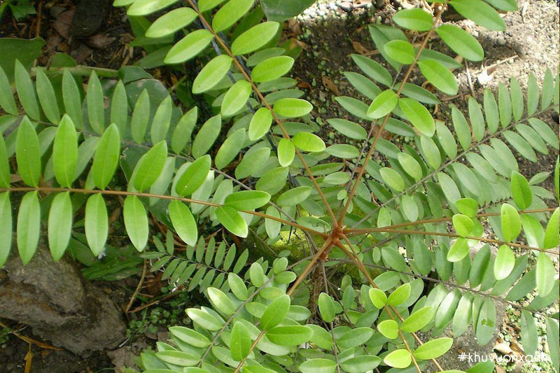 Cây mật nhân có tên khoa học là Eurycoma longifolia