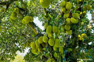 Cây mít Tố Nữ cho quả sai quanh năm, đem lại giá trị kinh tế cao