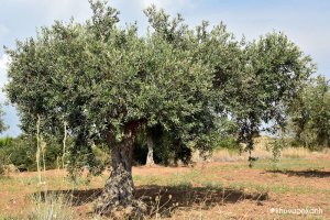 Cây Oliu - Cây Ô Liu - Cây Olive