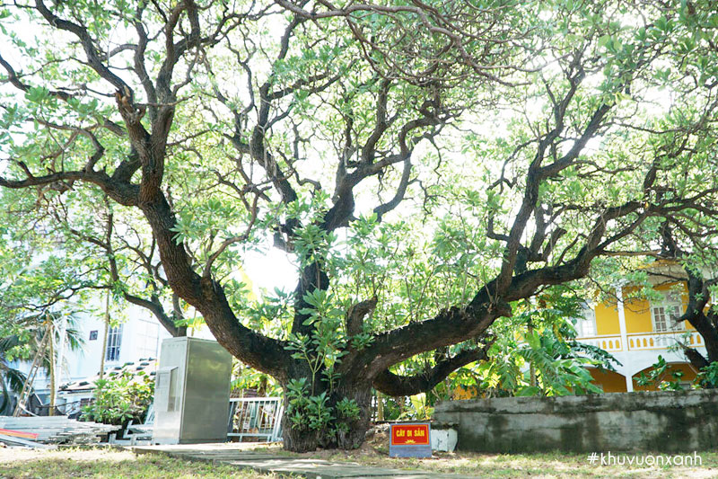 Cây di sản ở huyện đảo Trường Sa