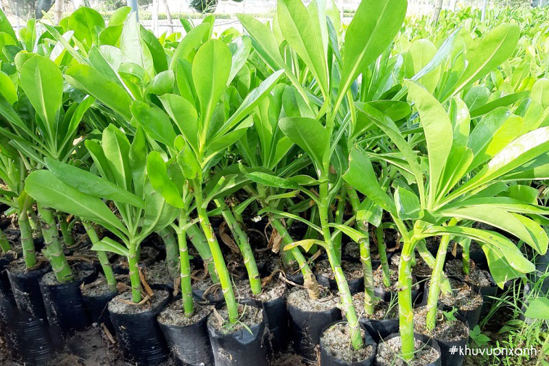 Cây giống Phong ba tại vườn ươm