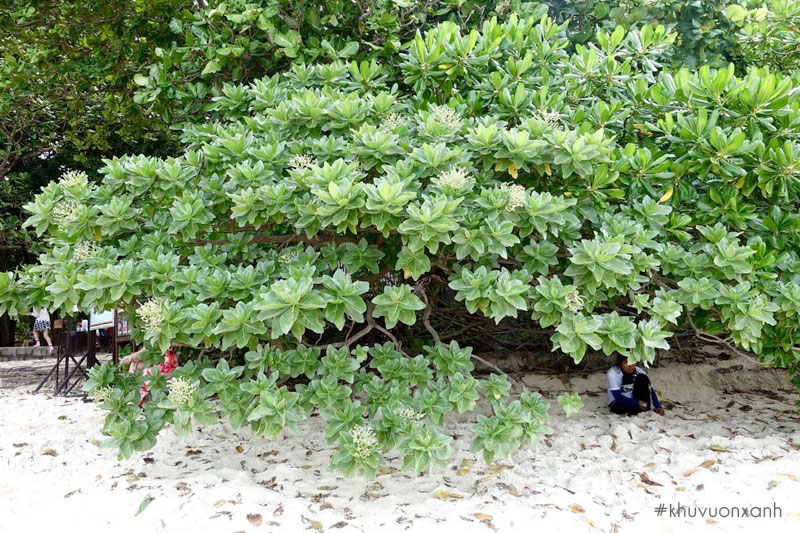 Cây được trồng làm bóng mát tạo điểm nhấn tại các khu du lịch