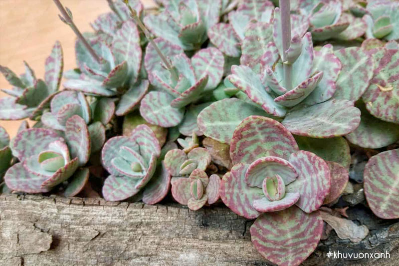 Cây sen đá gấm có tên khoa học là Kalanchoe humilis