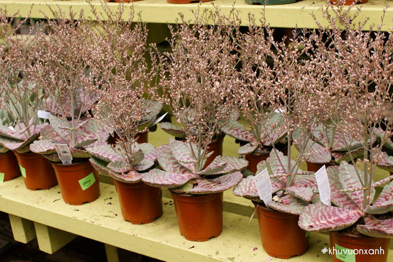 Cây sen đá gấm đang ra hoa tại vườn ươm