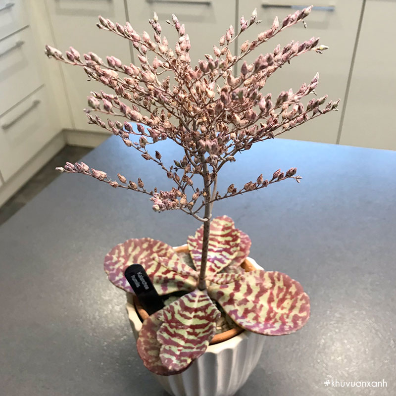 Sen đá gấm ra hoa rất đẹp và độc đáo