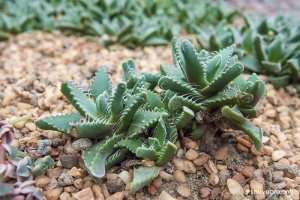 Sen đá Hàm Cá Sấu sở hữu vẻ đẹp độc lạ, mang ý nghĩa lối sống tích cực