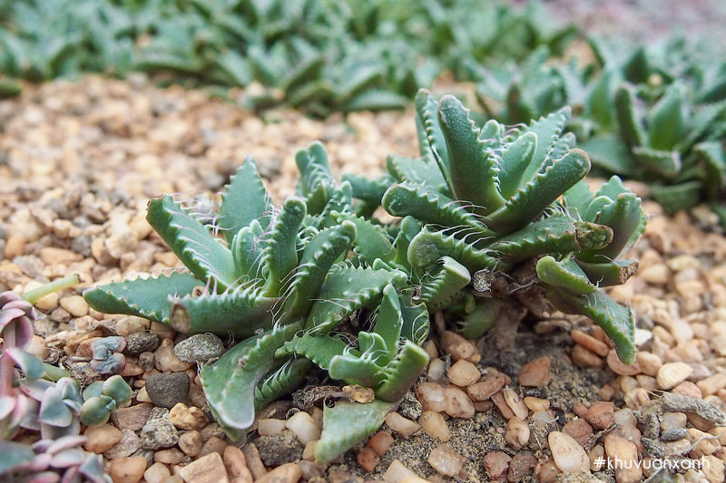 Sen đá hàm cá sấu có tên khoa học là Faucaria felina subsp tuberculosa