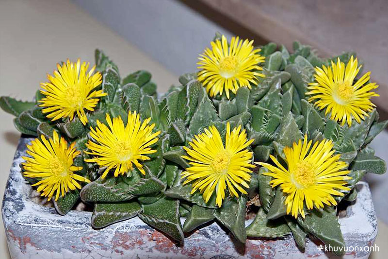 Sen đá hàm cá sấu ra hoa màu vàng