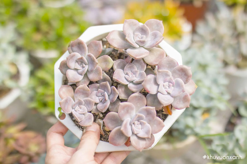 Cây Sen đá hồng mập