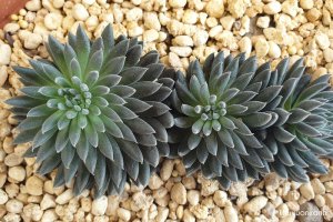 Cây Sen đá Nhím đen: Đặc điểm, ý nghĩa, cách trồng và chăm sóc