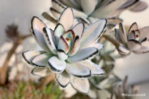 Cây Sen đá nhung - Vẻ đẹp sang chảnh, quý tộc đầy sức hút