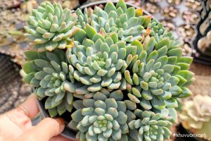 Sen đá Thược dược - Biểu tượng của hạnh phúc, sự lạc quan và may mắn