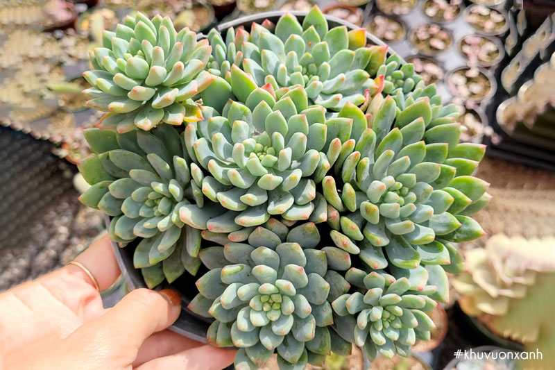 Sen thược dược có tên khoa học là Sedeveria Blue Elf