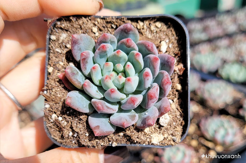 Sen đá thược dược tím