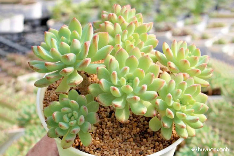 Sen đá thược dược - Món quà ý nghĩa dành cho những người thân yêu