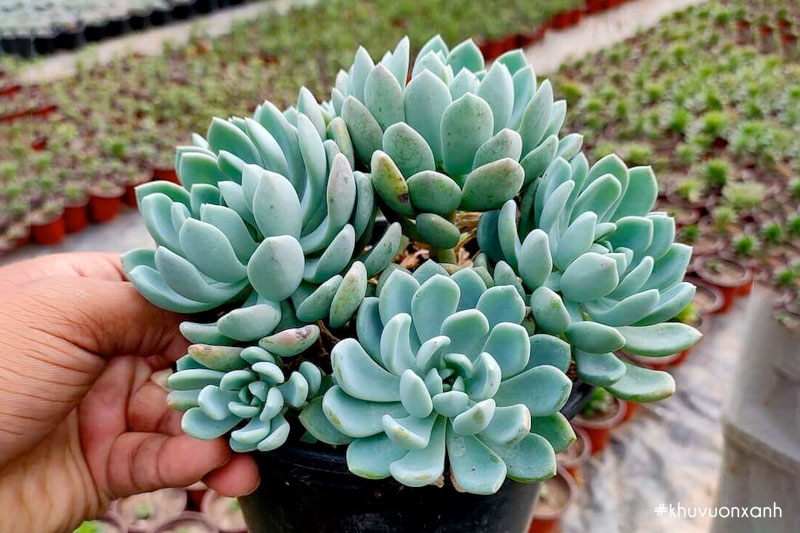 Sen đá Thược dược xanh