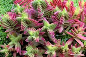 Sen đá tứ phương độc đáo, mang ý nghĩa của Vẻ đẹp và sự May mắn