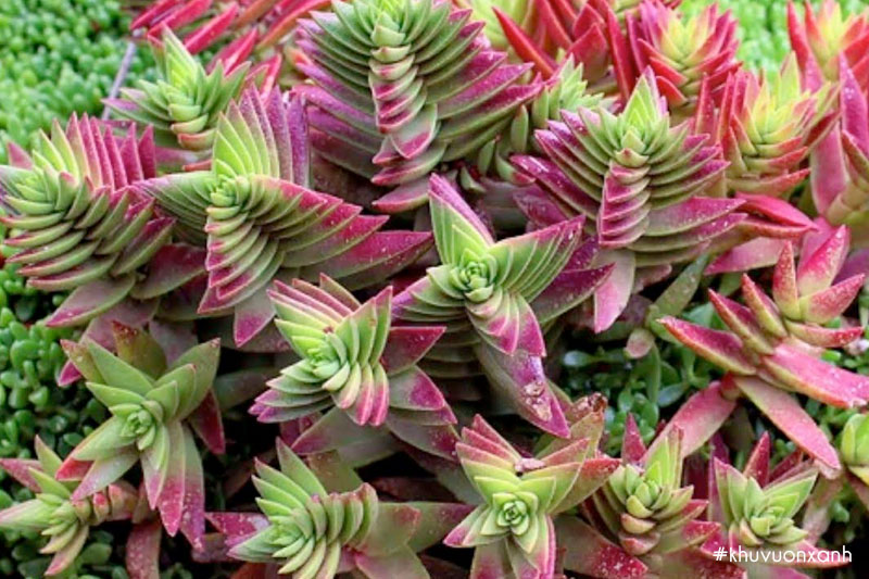 Sen đá tứ phương có tên khoa học Crassula Capitella