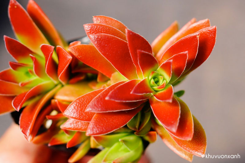 Sen đá tứ phương đỏ nổi bật với những chiếc lá màu đỏ