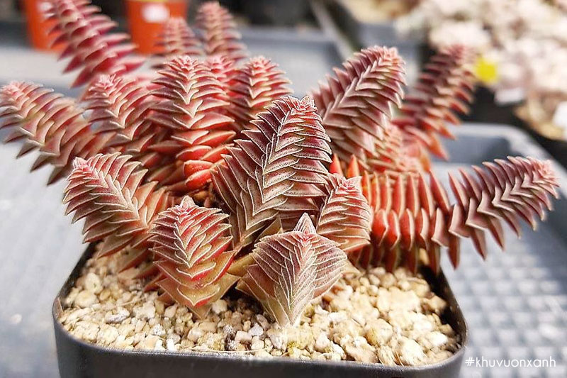 Sen đá tứ phương nâu đẹp mãn nhãn