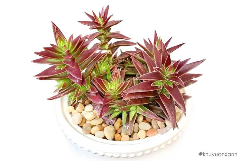 Chậu Sen tứ phương tím ngọt ngào và nồng ấm