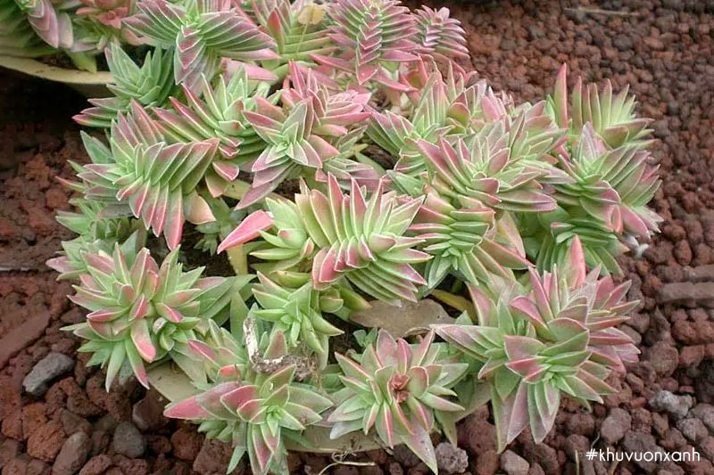 Sen đá tứ phương thích hợp trồng trang trí không gian