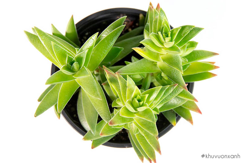 Sen tứ hướng xanh với màu sắc tươi mát, nhẹ nhàng