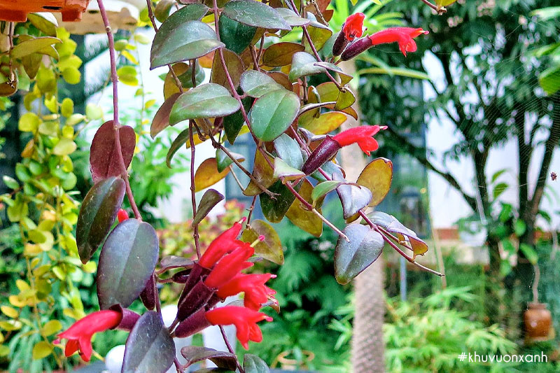 Cây son môi có tên khoa học là Aeschynanthus lobbiana