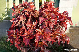 Cây Tai Tượng đỏ - Phổi bò - Lá phổi