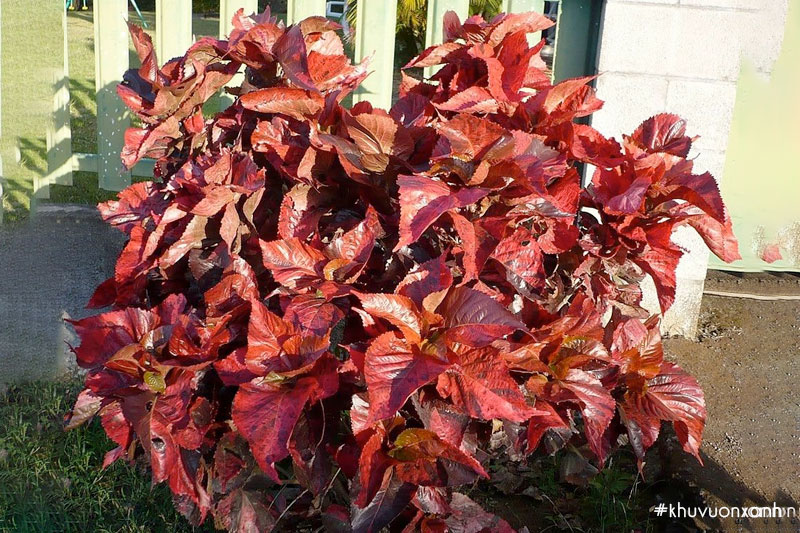 Tai tượng đỏ (Phổi bò) có tên khoa học là Acalypha wilkesiana