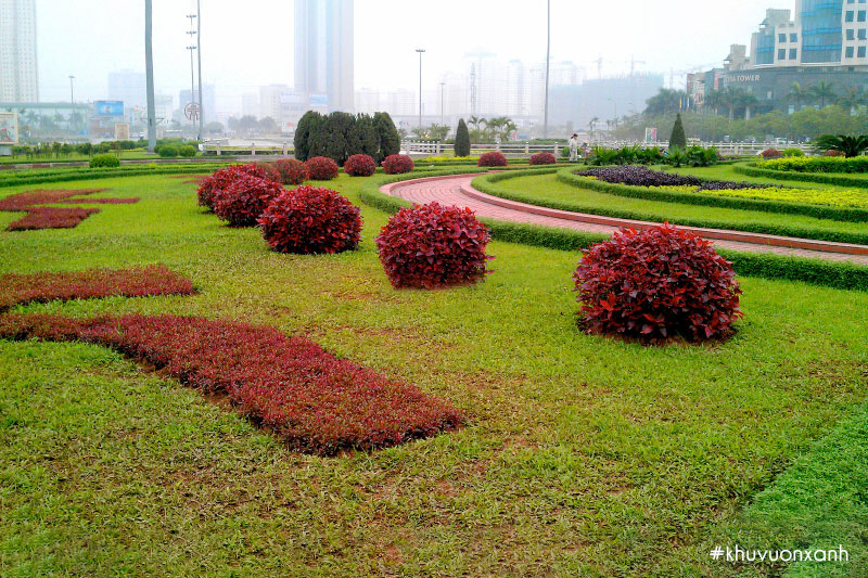 Cây tai tượng đỏ trồng viền trong Công viên