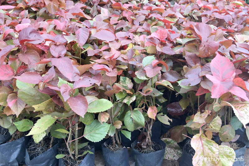 Cây giống phổi bò tại vườn ươm