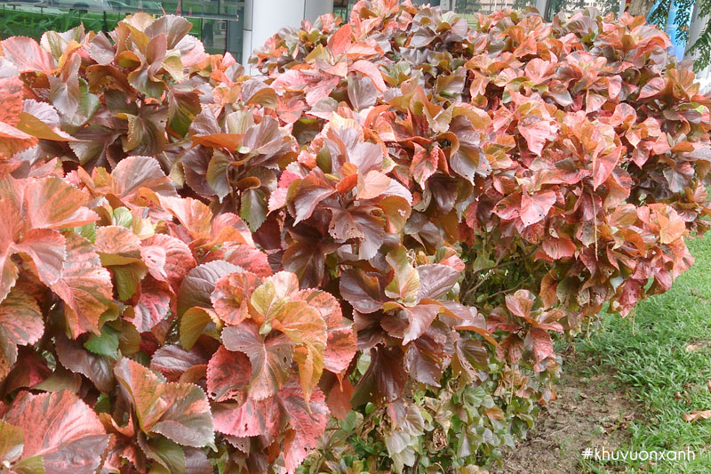 Cây Tai tượng trồng nhiều với mục đích trang trí cảnh quan, sân vườn