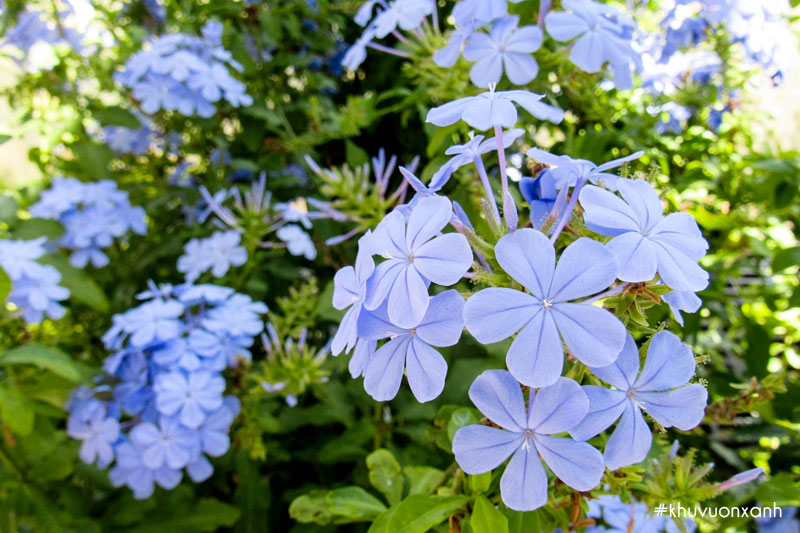 Thanh xà ra hoa quanh năm nếu được chăm sóc tốt