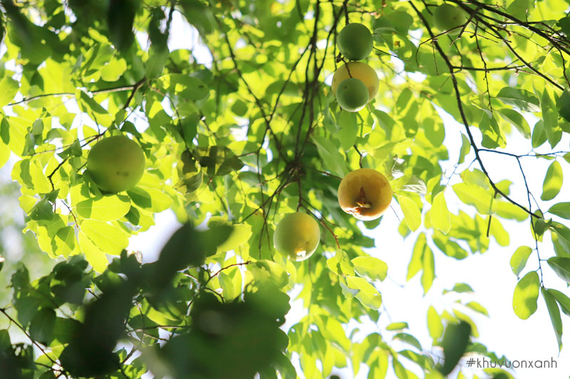 Cây thị thơm (Diospyros decandra) gắn liền với tuổi thơ của nhiều người