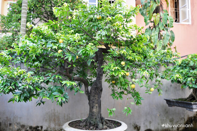 Cây thị trồng chậu trước nhà