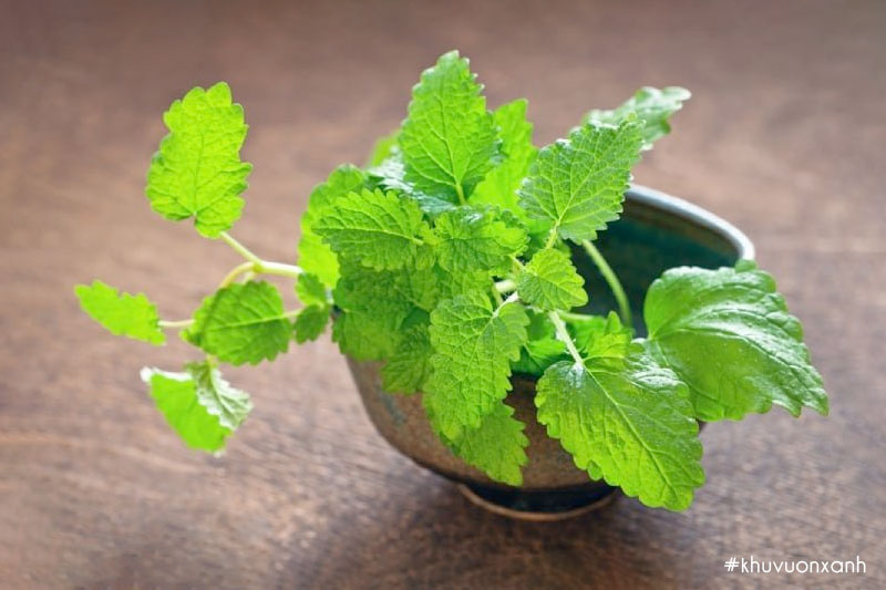 Cây tía tô đất có tên khoa học là Melissa officinalis