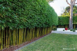 TOP 10 Cây trồng hàng rào được yêu thích nhất 2023